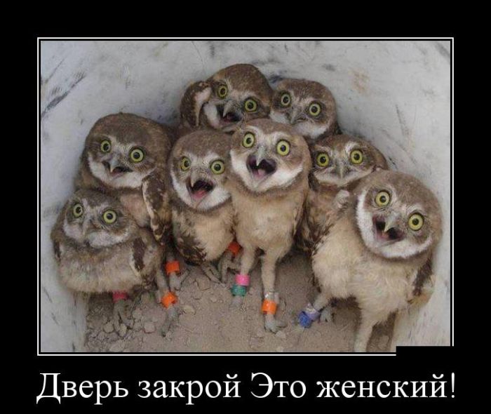 Демотиваторы