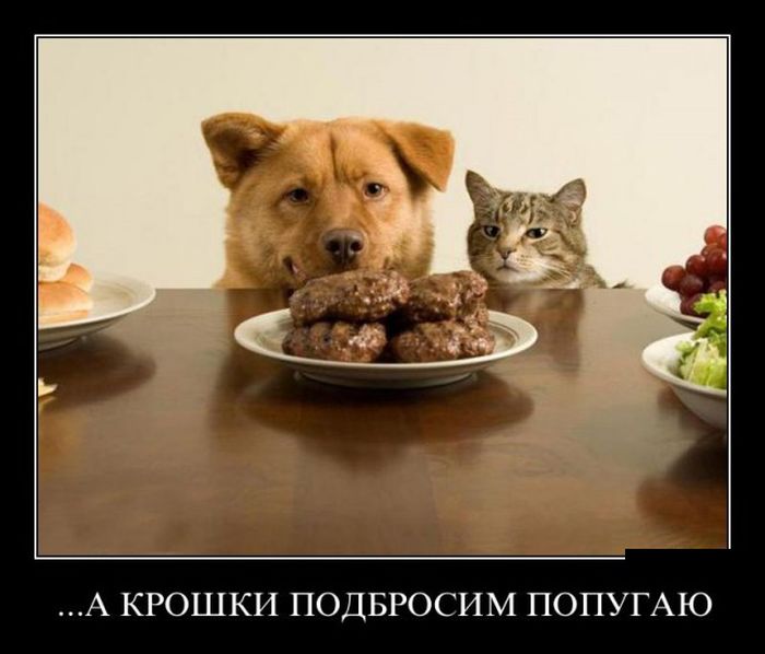 Демотиваторы