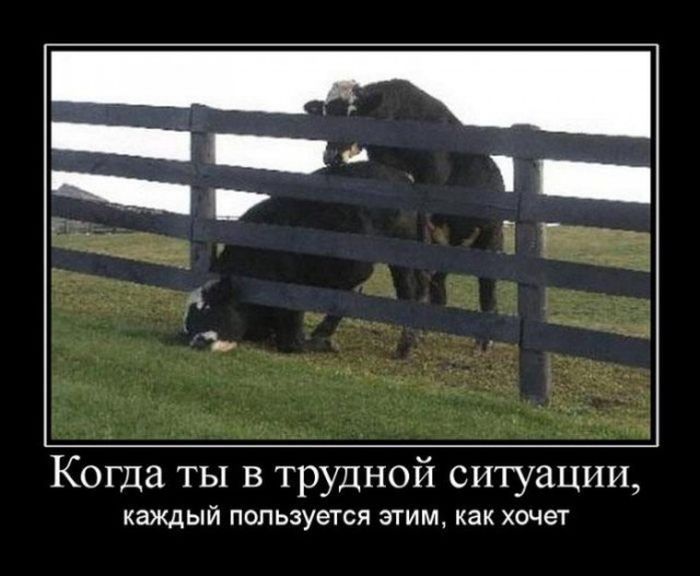 Демотиваторы