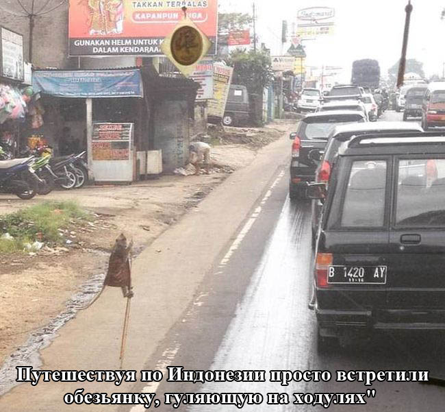 Порция картинок