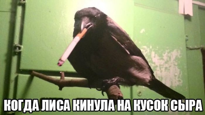 Порция картинок