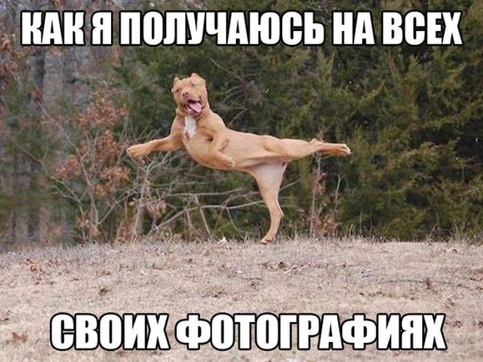 Порция картинок