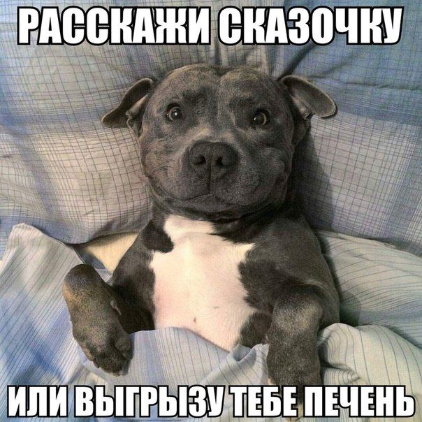 Порция картинок