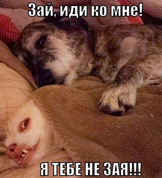 Порция картинок