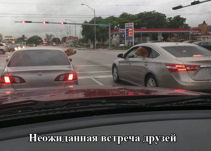 Порция картинок