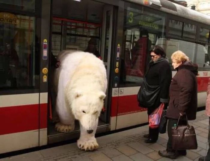 Порция картинок