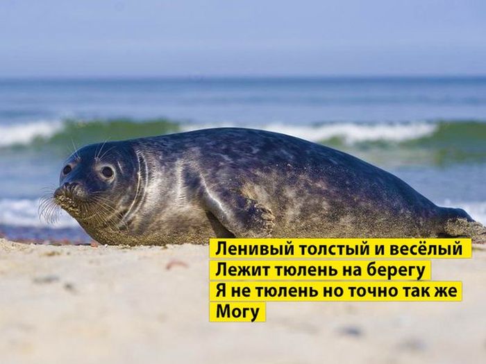 Порция картинок