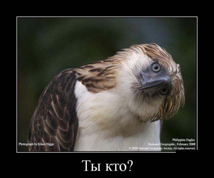 Демотиваторы