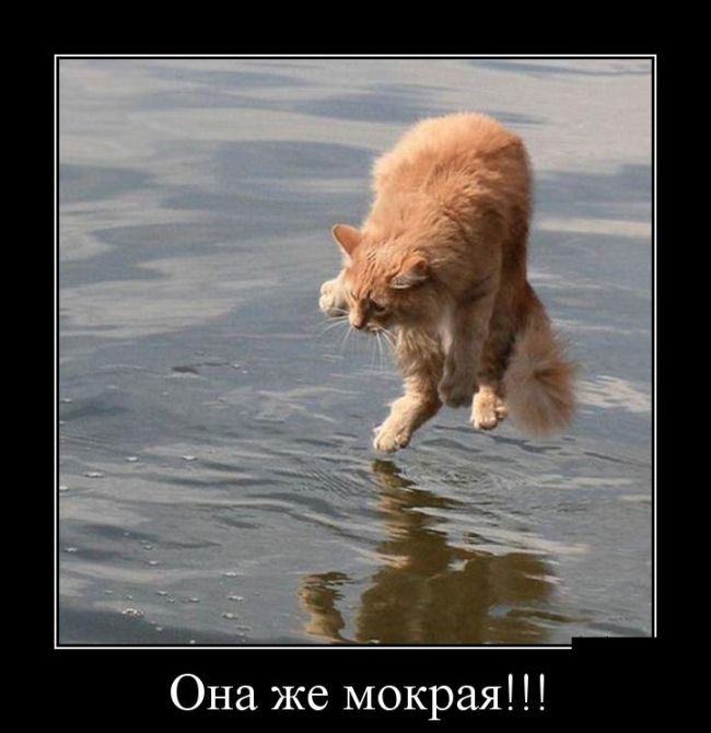 Демотиваторы