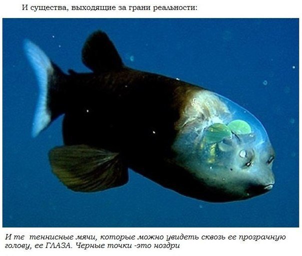 Об океане