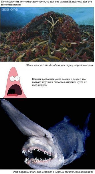 Об океане