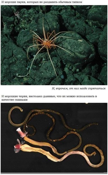 Об океане