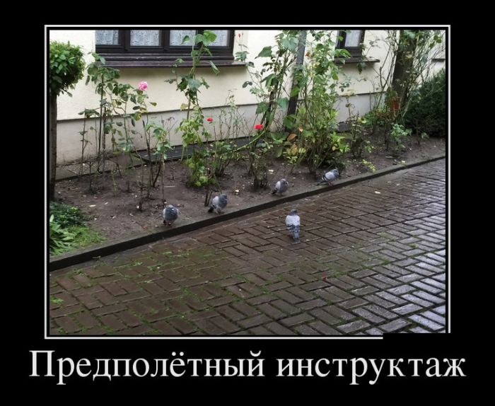 Демотиваторы Демотиваторы
