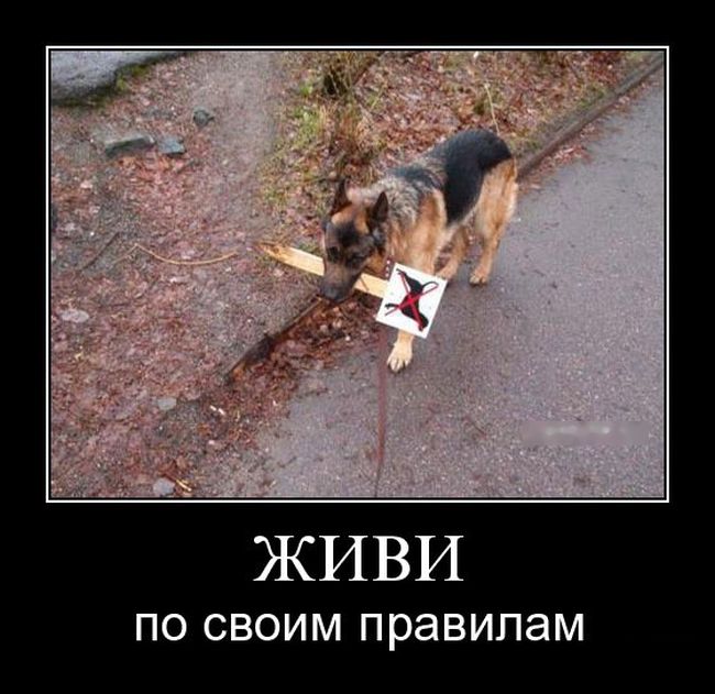 Демотиваторы