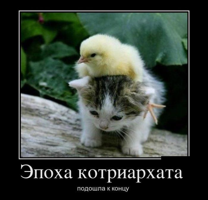 Демотиваторы