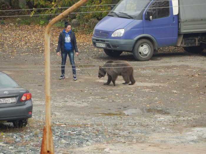 В Перми девушка выгуливала медведя на поводке