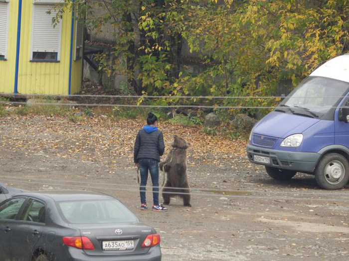 В Перми девушка выгуливала медведя на поводке