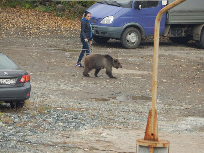 В Перми девушка выгуливала медведя на поводке