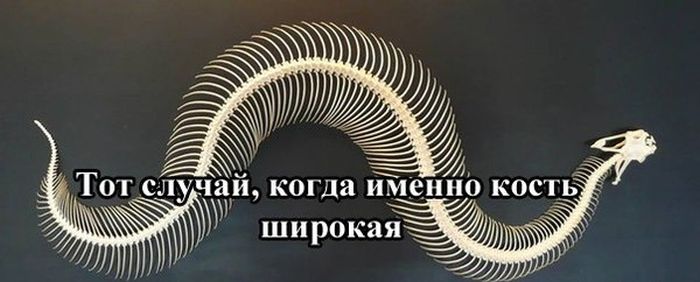 Порция картинок