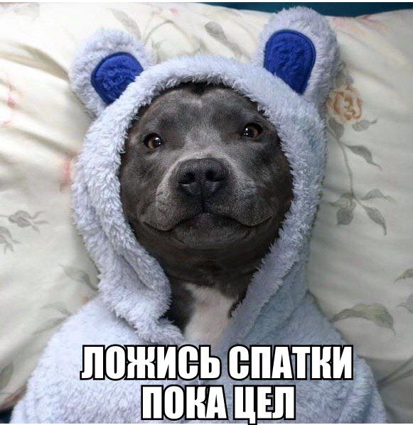 Порция картинок