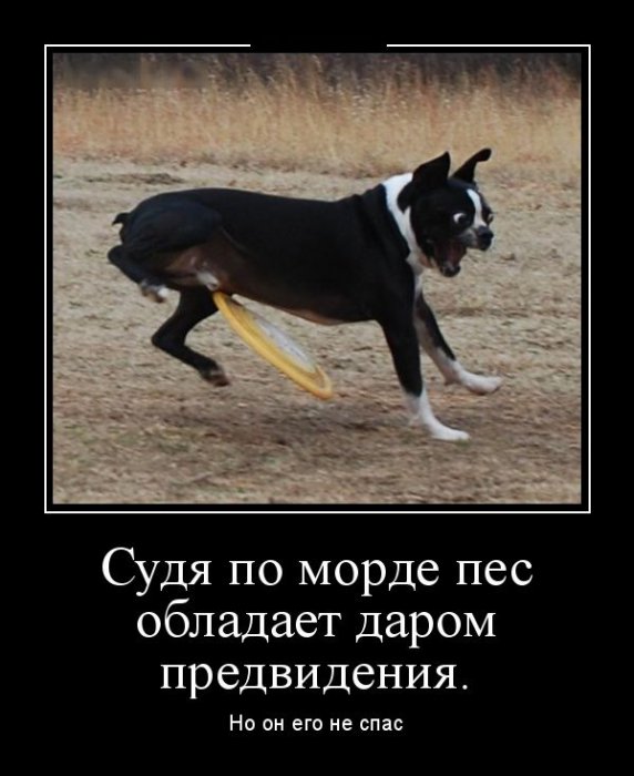 Демотиваторы