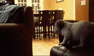 Порция картинок