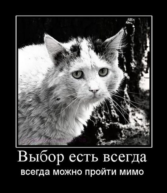 Демотиваторы