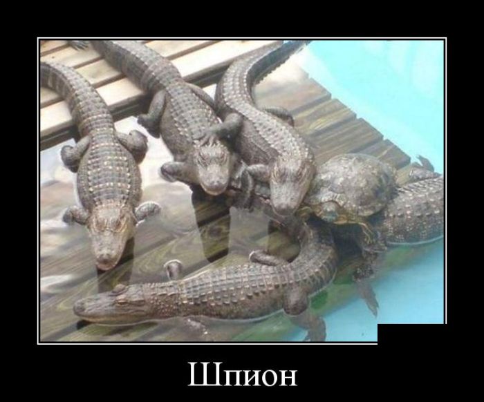 Демотиваторы
