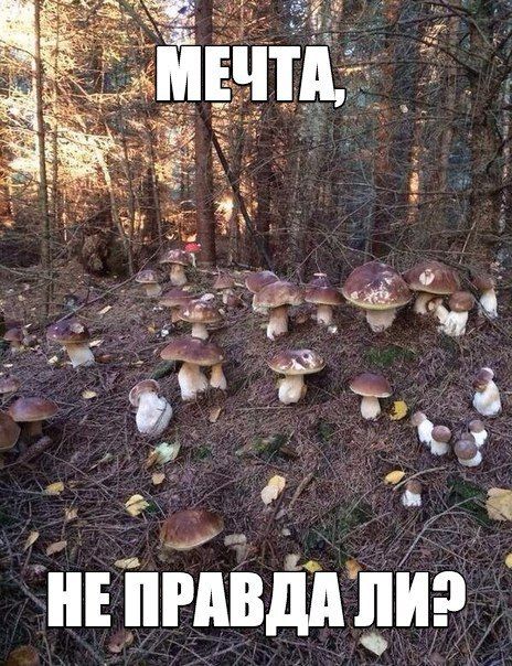 Порция картинок