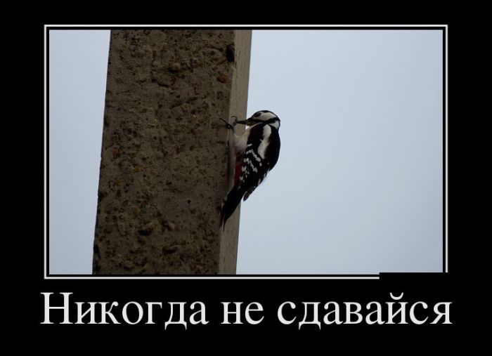 Демотиваторы Демотиваторы