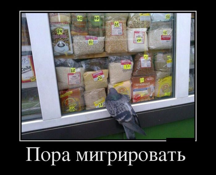 Демотиваторы