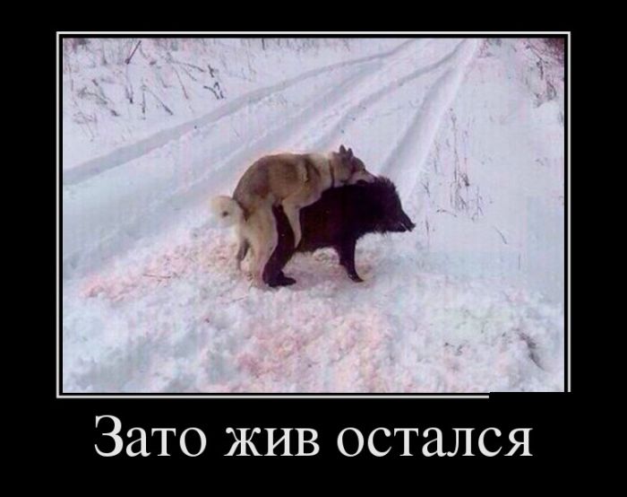 Демотиваторы