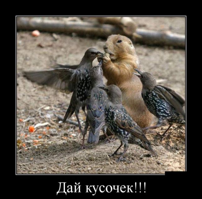 Демотиваторы
