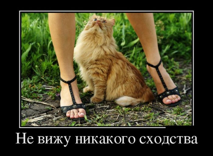 Демотиваторы