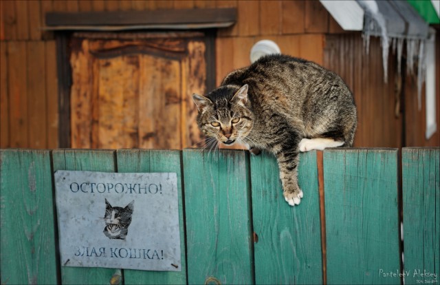 Забавные картинки