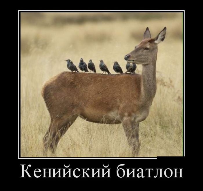 Демотиваторы