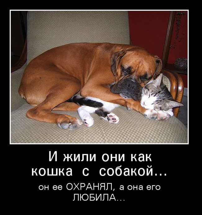 Демотиваторы