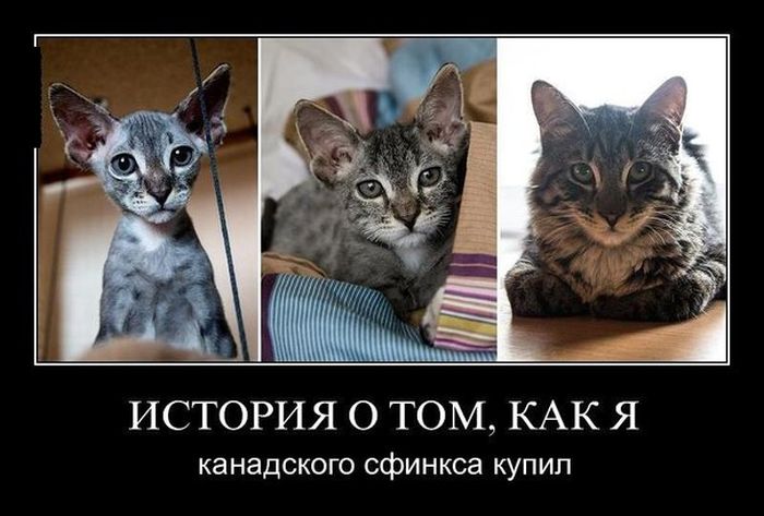 Демотиваторы