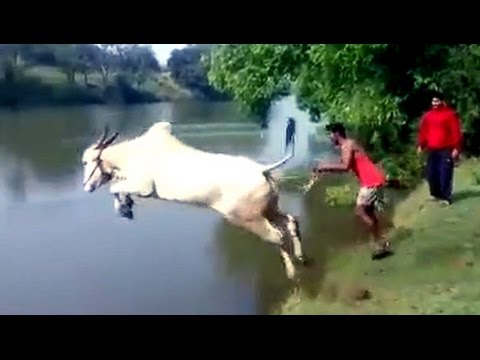  WTF Compilation || October 2015
