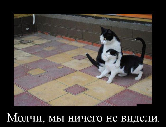 Демотиваторы