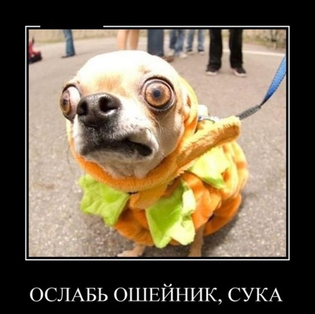 Демотиваторы