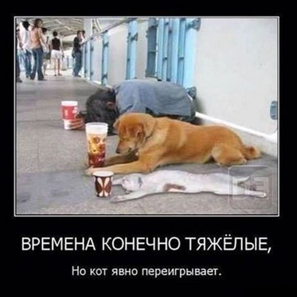 Демотиваторы