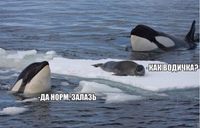 Забавные картинки