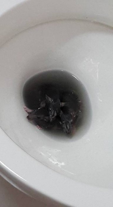 Неожиданные гости