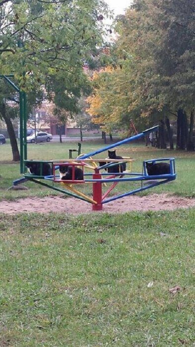 Забавные картинки