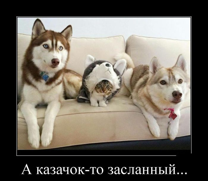 Демотиваторы