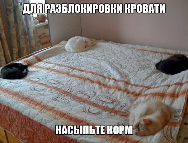Порция картинок