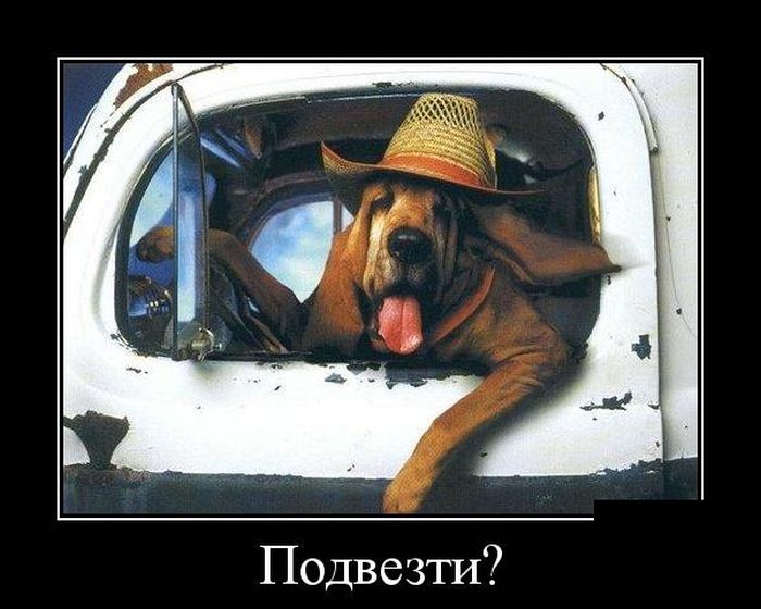 Демотиваторы