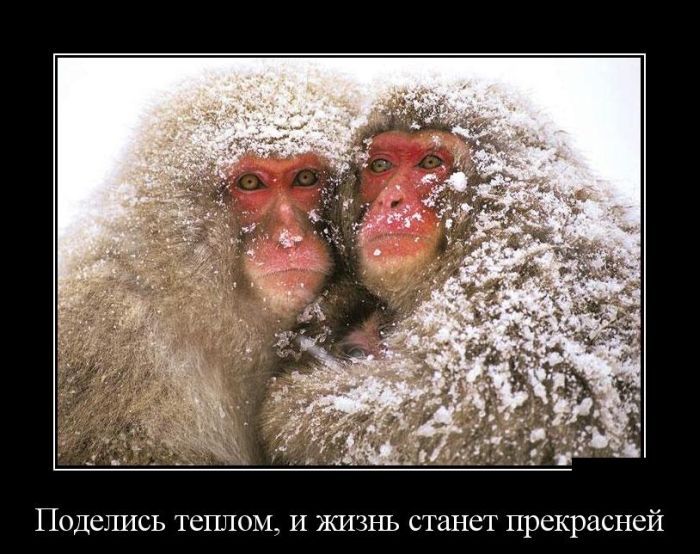 Демотиваторы