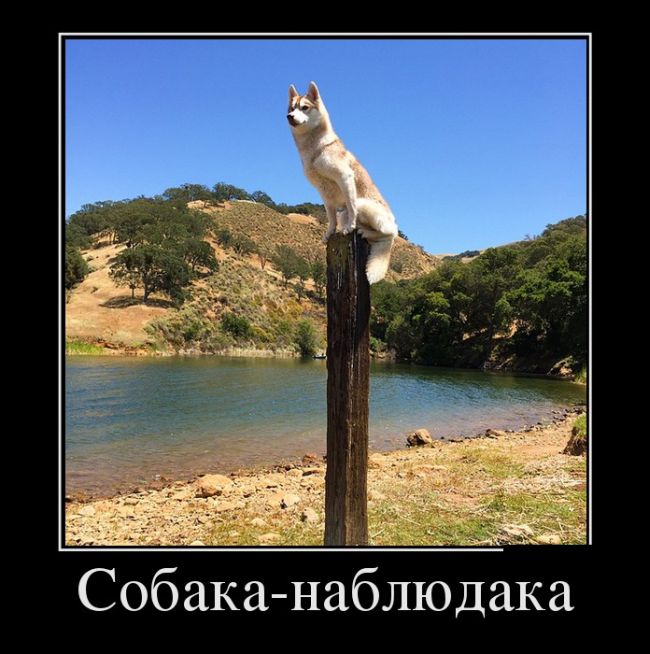 Демотиваторы